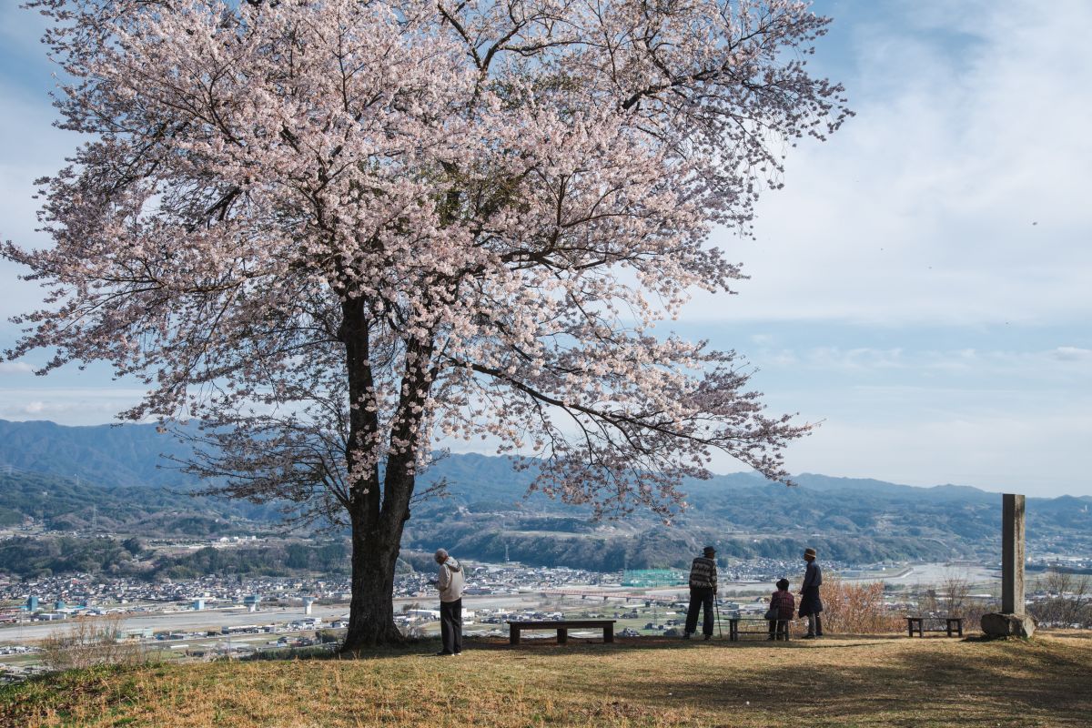 南信州の桜旅　松岡城址